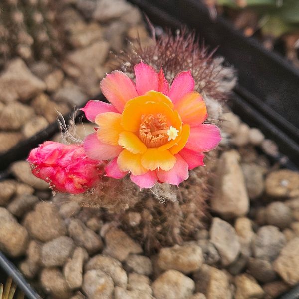 Hybride Funkenmariechen